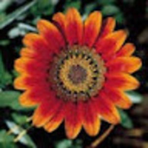 Meet your Posher, Kharis